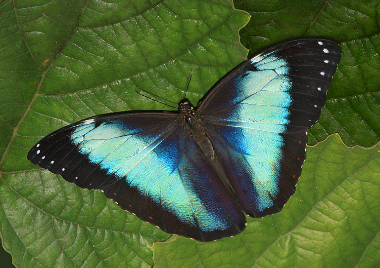 Butterflies